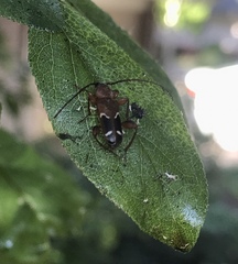 Phymatodes obliquus