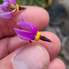 Primula poetica