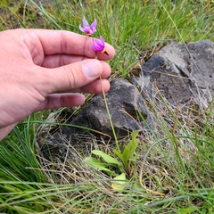 Primula poetica