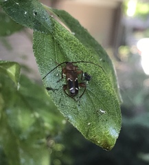 Phymatodes obliquus