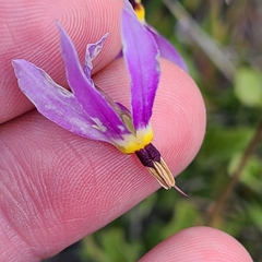 Primula poetica