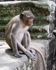 Macaca fascicularis