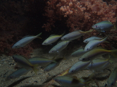 Caesioscorpis theagenes