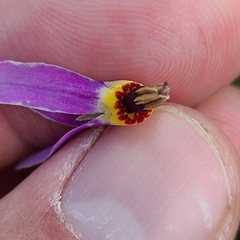 Primula poetica