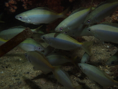 Caesioscorpis theagenes