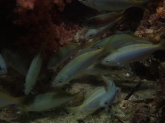 Caesioscorpis theagenes