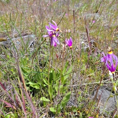 Primula poetica