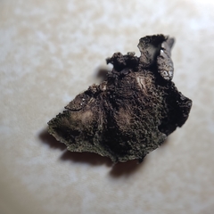 Umbilicaria torrefacta