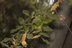 Nothofagus macrocarpa