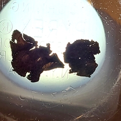 Umbilicaria torrefacta