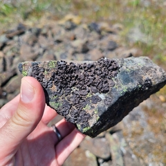 Umbilicaria polyphylla