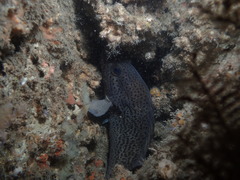 Acanthistius pardalotus