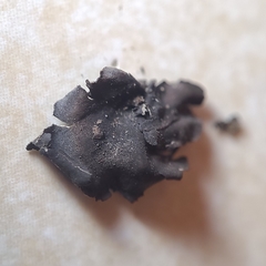 Umbilicaria polyphylla