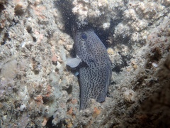 Acanthistius pardalotus