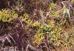 Lycopodium venustulum