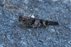 Trimerotropis fontana