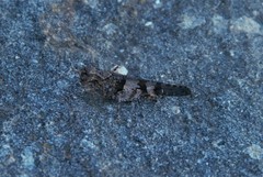 Trimerotropis fontana