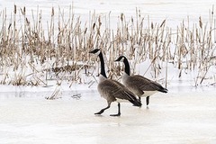 Branta canadensis