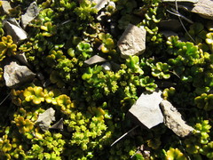 Azorella hydrocotyloides