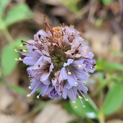 Hydrophyllum capitatum thompsonii