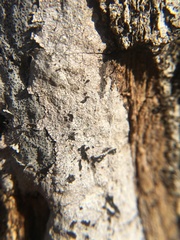 Biscogniauxia atropunctata