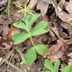 Hydrophyllum capitatum thompsonii