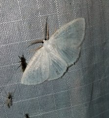 Protitame virginalis