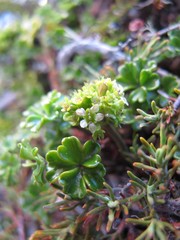 Azorella hydrocotyloides