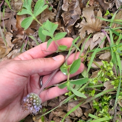 Hydrophyllum capitatum thompsonii