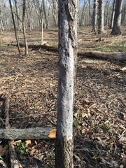 Biscogniauxia atropunctata