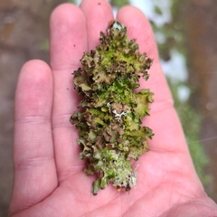 Tuckermanopsis platyphylla