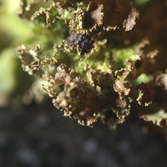 Tuckermanopsis platyphylla