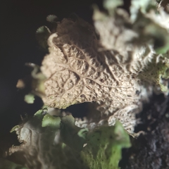 Tuckermanopsis platyphylla