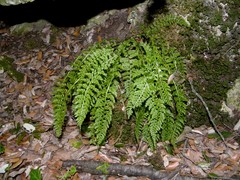Asplenium fontanum fontanum