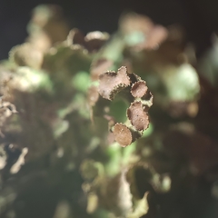 Tuckermanopsis platyphylla