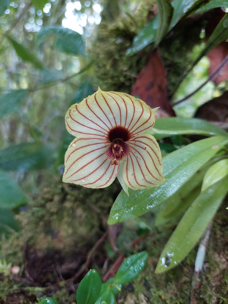 Telipogon pulcher