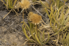 Chaetanthera chilensis