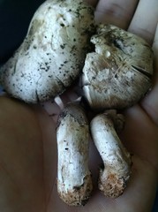 Agaricus