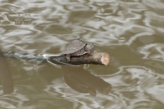 Graptemys sabinensis