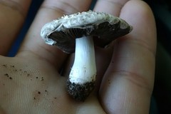 Agaricus
