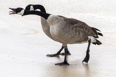 Branta canadensis