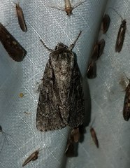 Acronicta hasta