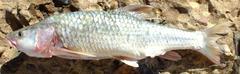 Labeobarbus kimberleyensis
