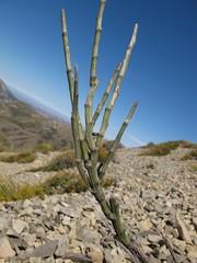 Carmichaelia crassicaulis