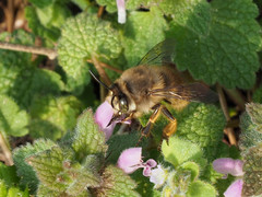 Anthophora villosula