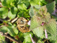 Anthophora villosula