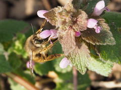 Anthophora villosula