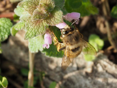 Anthophora villosula