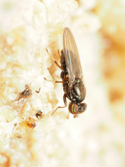 Aulacigaster neoleucopeza