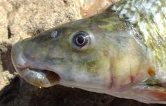 Orange River Mudfish photo 2